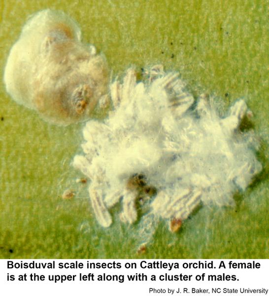 Thumbnail image for Boisduval Scale